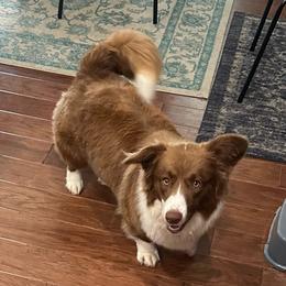 Bonnie (Bonita) - Cardigan Welsh Corgi