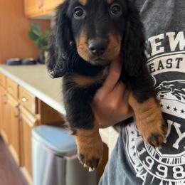 Fluffy - Black and tan male Dachshund puppy in Beaumont, California from JUAREZ MINI DACHSHUNDS