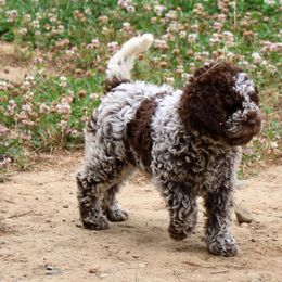 Lagotto Romagnolo Puppies from Montagna del Mare Lagotto Romagnolo