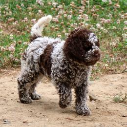 Lagotto Romagnolo Puppies from Montagna del Mare Lagotto Romagnolo