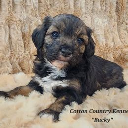 Bucky - Black phantom male Aussiedoodle puppy in Vinemont, Alabama from Cotton Country Kennels