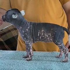 Tsunami - Black and white female Xoloitzcuintli puppy in Felts Mills, New York from Solstice Xolos
