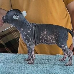 Tsunami - Black and white female Xoloitzcuintli puppy in Felts Mills, New York from Solstice Xolos