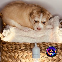 Paris - Silver and white female Pomsky puppy in Schaumburg, Illinois from Lake in the hills Pomskies