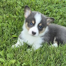 SILVER - Gray and white male American Corgi puppy in Walker, Iowa from Double K Corgis
