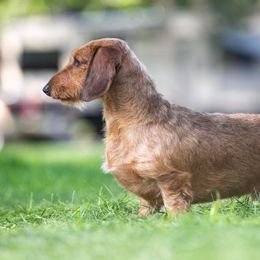 Lambert - Dachshund