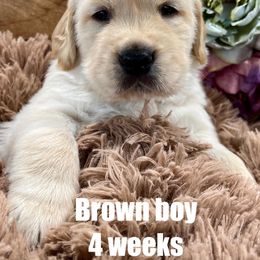Golden Retriever Puppies from Gaddis Golden Retrievers