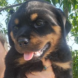 Girl 5 - Black and mahogany female Rottweiler puppy in De Witt, Iowa from Irish Eyes Kennels
