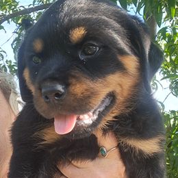 Girl 5 - Black and mahogany female Rottweiler puppy in De Witt, Iowa from Irish Eyes Kennels
