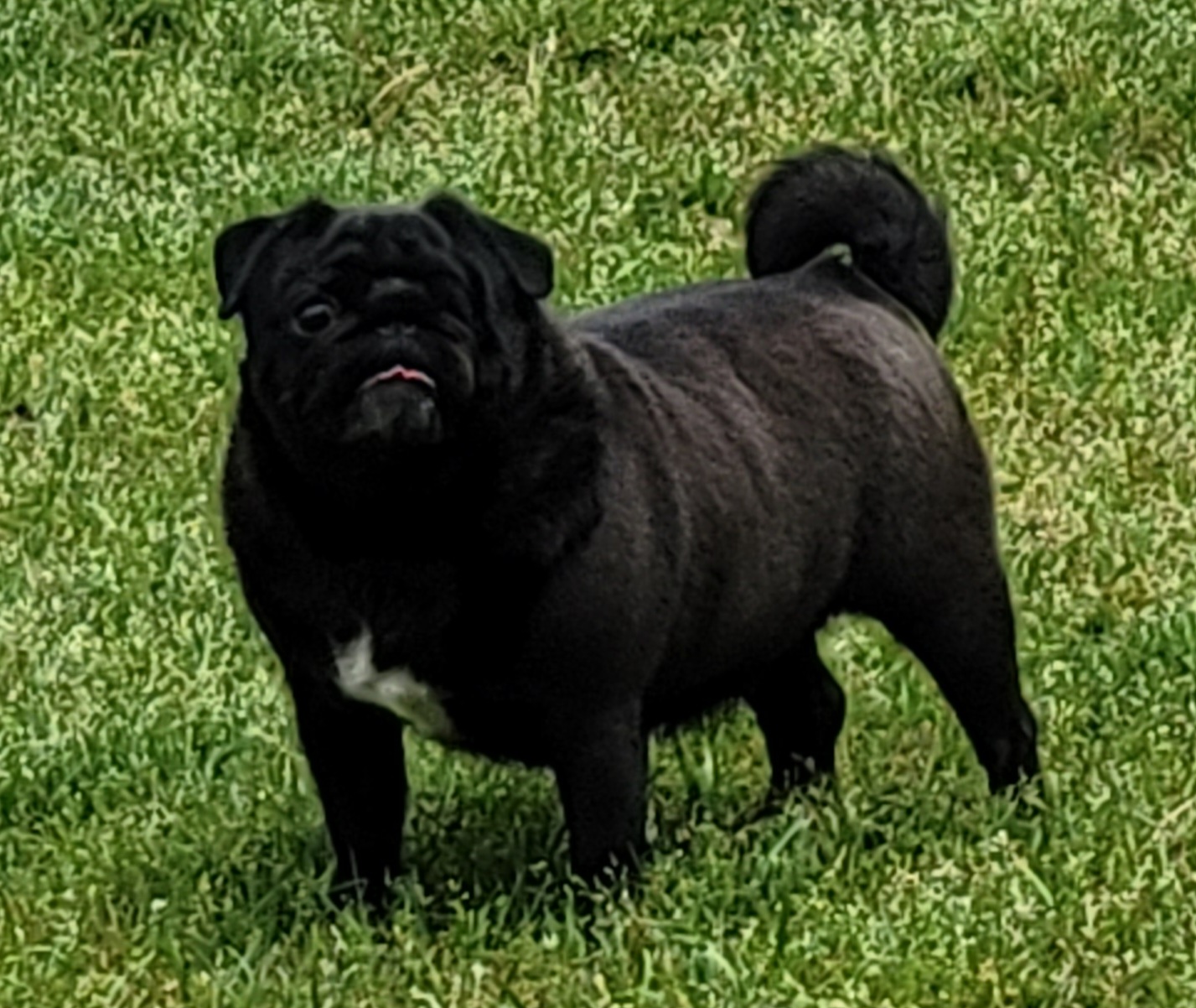 Mia - Pug