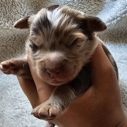 Miniature American Shepherd puppies from ATX Mini Aussies