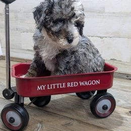 Pine - Blue merle male Bernedoodle puppy in Cambridge, Minnesota from Country Meadow Doodles