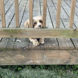 Havanese All Grown Up from RiverLynn