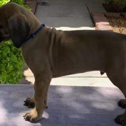 Great Dane Puppies from Mo'Danes