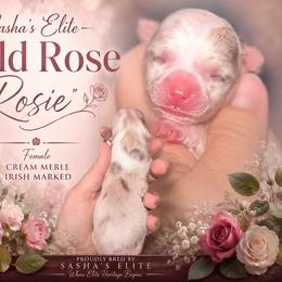 Rosie - Merle female Chihuahua puppy in New Castle, Delaware from Sasha’s Elite Kennel LLC