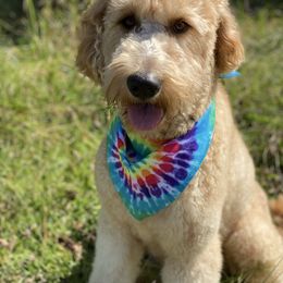 Koda - Goldendoodle