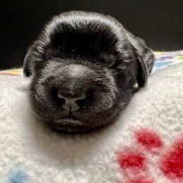 Goldendoodle and Poodle Puppies from SnickerDoodlePups