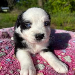 Boy 2 - Black & white male Toy Australian Shepherd puppy in Ocala, Florida from Crazy Aussie Chaos
