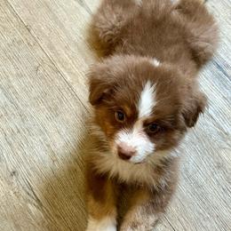 Crescent - Red tri-color female Miniature American Shepherd puppy in Gatesville, Texas from Southern Promise Aussie’s