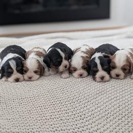 Cavalier King Charles Spaniel puppies from Jodi's Cavalier King Charles Spaniels and Cavapoos