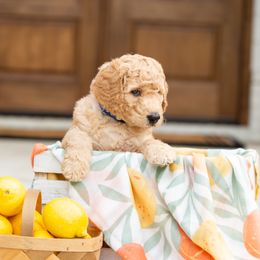 Goldendoodle Puppies from Ellie's Goldendoodles