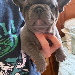 Tequila - Blue male French Bulldog puppy in Topeka, Kansas from Midwest Monster Made Bulldogs