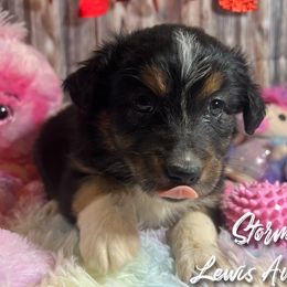 Australian Shepherd and Pembroke Welsh Corgi Puppies from Lewis Aussie’s & Corgi’s