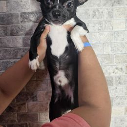 Bubba - Chihuahua