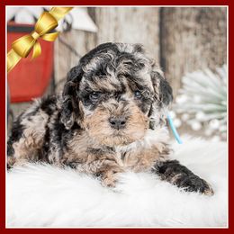 Hawkeye - Black white and tan male Cockapoo puppy in Connersville, Indiana from Deaz Doodle Ranch
