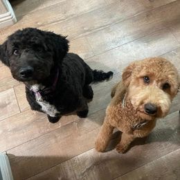 Goldendoodles from Lacey's Legacy Doodles