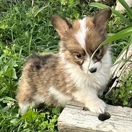 Full Fluffy Boy 4 - White and red Pembroke Welsh Corgi puppy in Liberty, Tennessee from Taylor's Corgi's