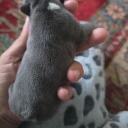 Aspen - Blue female French Bulldog puppy in Asheville, North Carolina from MTO KENNELS