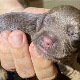 Mace - Brown and tan male Cocker Spaniel puppy in Memphis, Tennessee from Cordova Cockers