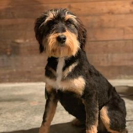Snickers - Bernedoodle