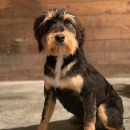 Snickers - Bernedoodle