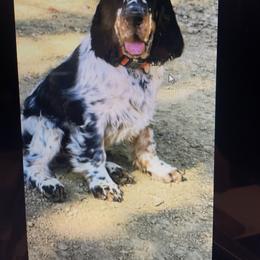 English Springer Spaniel puppies from Rogue Mountain Manor