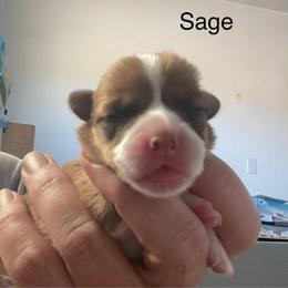 Sage - Red female Pembroke Welsh Corgi puppy in Grenada, California from California Corgi Butts
