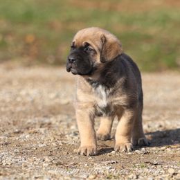 Cato - Fawn male Cane Corso puppy in Cable, Ohio from Americana Cane Corso