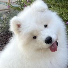 Samoyeds from Diamond Storm Samoyeds