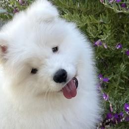 Samoyeds from Diamond Storm Samoyeds