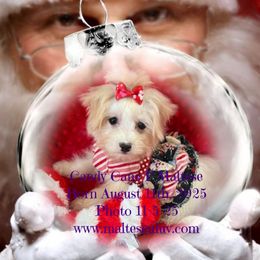 Miss Candy Cane - White female Maltese puppy in Silverhill, Alabama from Malteseuluv’s Tiny Treasurers