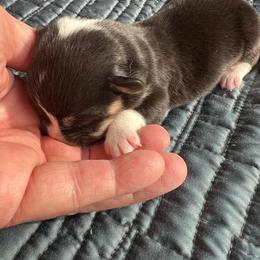 Pretty Precious Momma's Girl - Black and tan female Pembroke Welsh Corgi puppy in Blaine, Tennessee from Rose Brier Pembroke Welsh Corgis