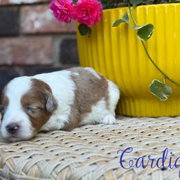 Cardigan - Red merle female Aussiedoodle puppy in Henry, Illinois from Rowe Farms Doodles