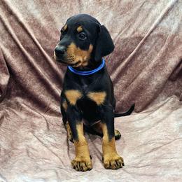 Z-01 - Black and rust male Doberman Pinscher puppy in Buckley, Washington from Blackthorn Kennel