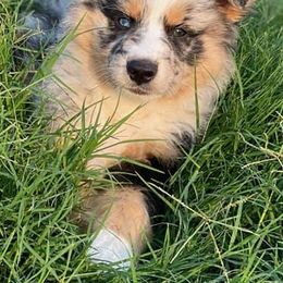 Australian Shepherd Puppies from Winsome Aussies