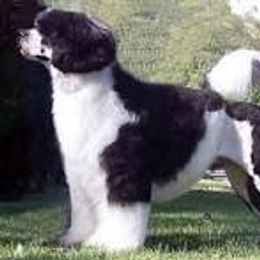 Sunny - Portuguese Water Dog