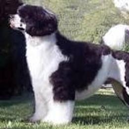 Sunny - Portuguese Water Dog