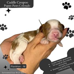 Plankton - Blenheim male Cavapoo puppy in Fort Lupton, Colorado from Puppy Paws Colorado
