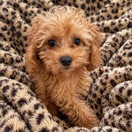 Teddy-ToyF1bb - Red male Cavapoo puppy in Warrensburg, Missouri from Supreme Doodles