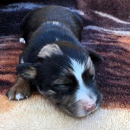 Striker - Blue merle male Miniature Australian Shepherd puppy in Spirit Lake, Idaho from Gemstone Ridge Mini Aussies